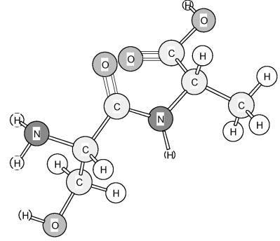 Identify the following dipeptide.   A) Ser-Ala B) Ser-Leu C) Ser-Phe D) Ser-Val