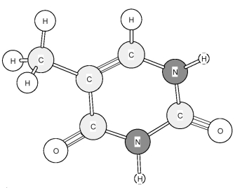 Identify the following amine base found in nucleic acids.   A) Adenine (A)  B) Cytosine (C)  C) Thymine (T)  D) Uracil (U) 