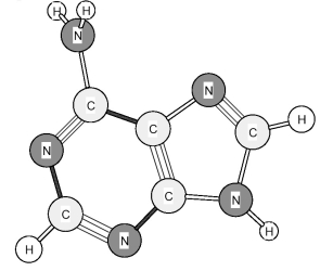 Identify the following amine base found in nucleic acids.   A) Adenine (A)  B) Cytosine (C)  C) Thymine (T)  D) Uracil (U) 