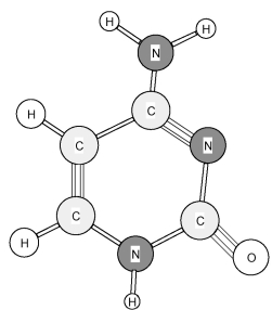 Identify the following amine base found in nucleic acids.   A) Adenine (A)  B) Cytosine (C)  C) Thymine (T)  D) Uracil (U) 