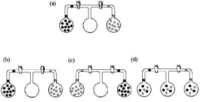 Three bulbs,two of which contain different gases and one of which is empty,are connected as shown in drawing (a) .Which drawing (b) - (d) best represents the system after the stopcocks are opened and the system is allowed to come to equilibrium?   A) drawing (b)  B) drawing (c)  C) drawing (d) 