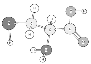 Identify the amino acid shown below.   A) Cysteine (Cys)  B) Serine (Ser)  C) Threonine (Thr)  D) Tyrosine (Tyr) 