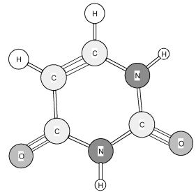 Identify the following amine base found in nucleic acids.   A) Adenine (A)  B) Cytosine (C)  C) Thymine (T)  D) Uracil (U) 