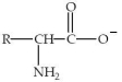 An amino acid has the form shown at   A) a pH of 7.0. B) any pH other than 7.0. C) a pH greater than its isoelectric point. D) its isoelectric point. E) a pH less than its isoelectric point.