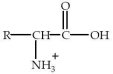 An amino acid will have the form shown at   A) a pH of 7.0. B) any pH other than 7.0. C) a pH greater than its isoelectric point. D) its isoelectric point. E) a pH less than its isoelectric point.