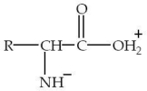 Which structure represents a zwitterion? A)    B)    C)    D)    E)   