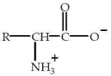 Which structure represents a zwitterion? A)    B)    C)    D)    E)   