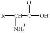 An amino acid will have the form shown at   A) a pH of 7.0. B) any pH other than 7.0. C) a pH greater than its isoelectric point. D) its isoelectric point. E) a pH less than its isoelectric point.