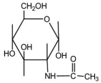 <strong>The following compound can be described as a(an)  </strong> A)uronic acid. B)aldonic acid. C)sugar phosphate. D)amino sugar derivative. E)disaccharide. <div style=padding-top: 35px> 