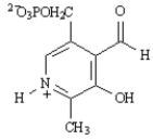 Exhibit 29-1 MATCH a term or structure from the list below to each of the following definitions or names.Place the letter of the term or structure in the blank to the left of the definition or name which it describes. -_____ The product of the citric acid cycle,which is a reactant in the first step. A) electron-transport chain B)   C) citric acid cycle D) Embden-Meyerhoff E) glycolysis F)   G) Hans Krebs H) catabolism I) ATP J)   K) fatty acid spiral L) anabolism M) acetyl CoA N)   O)   P) gluconeogenesis Q) metabolism