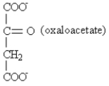 Exhibit 29-1 MATCH a term or structure from the list below to each of the following definitions or names.Place the letter of the term or structure in the blank to the left of the definition or name which it describes. -_____ The product of the citric acid cycle,which is a reactant in the first step. A) electron-transport chain B)   C) citric acid cycle D) Embden-Meyerhoff E) glycolysis F)   G) Hans Krebs H) catabolism I) ATP J)   K) fatty acid spiral L) anabolism M) acetyl CoA N)   O)   P) gluconeogenesis Q) metabolism