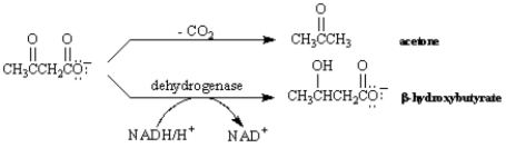 Exhibit 29-2 Use the data below to answer the following question(s) : Under certain metabolic conditions associated with a high rate of fatty acid oxidation,the liver produces considerable quantities of acetoacetate and β-hydroxybutyrate.Acetoacetate continually undergoes spontaneous decarboxylation to yield acetone.The interrelationship of these compounds is shown below.   -Refer to Exhibit 29-2.The reduction of acetoacetate to β-hydroxybutyrate is an example of a: A) nucleophilic substitution reaction. B) nucleophilic acyl substitution reaction. C) nucleophilic addition reaction. D) nucleophilic exchange reaction.