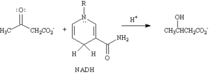 Exhibit 29-2 Use the data below to answer the following question(s): Under certain metabolic conditions associated with a high rate of fatty acid oxidation,the liver produces considerable quantities of acetoacetate and β-hydroxybutyrate.Acetoacetate continually undergoes spontaneous decarboxylation to yield acetone.The interrelationship of these compounds is shown below.   -Refer to Exhibit 29-2.The reduction of acetoacetate to β-hydroxybutyrate is analogous to the hydride reductions of ketones studied in Chapter 9.Write the mechanism of this reduction.  