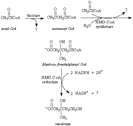Exhibit 29-3 Use the data below to answer the following question(s) . Mevalonate is an important intermediate in the biosynthesis of cholesterol.This six-carbon compound can be formed from acetyl CoA utilizing two separate pathways.The most significant one involves the intermediate β-hydroxy-β-methylglutaryl-CoA.   -Refer to Exhibit 29-3.In step 2 of the mevalonate biosynthesis,acetoacetyl CoA is converted into β-hydroxy-β-methylglutaryl-CoA.This reaction is analogous to: A) a Claisen condensation B) an aldol reaction C) the malonic ester synthesis D) a carbonyl reduction reaction