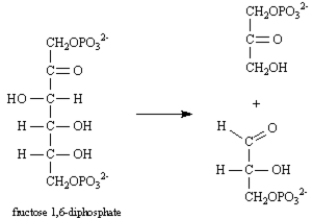 Exhibit 29-5 Consider the reaction below to answer the following question(s) :   -Refer to Exhibit 29-5.This reaction is an example of: A) an aldol reaction. B) a Claisen reaction. C) a reverse Claisen reaction. D) a retro aldol reaction.