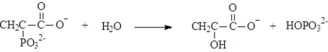 Phosphoenolpyruvate could undergo hydrolysis to form pyruvate and hydrogen phosphate.This reaction could be represented as shown below.(ΔG°' = -61.9 kJ/mol)   This reaction can be used to phosphorylate ADP.Write the net reaction when this reaction is coupled with ADP phosphorylation and calculate ΔG°' for the reaction.