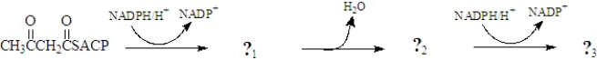 During the synthesis of fatty acids,the following sequence occurs.Draw the products presented by the question marks and identify the type of reaction.  