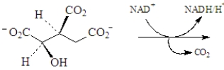 The following reaction occurs in the citric acid cycle.   Draw the structure of the product.