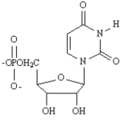 _____ 2'-deoxyadenosine 5'-phosphate A) Sanger dideoxy method B) GAUCGUAAA C) Watson-Crick D) translation E)   F)   G) transcription H) Maxam-Gilbert method I) AUGGCUGAG J) replication K)    L)   M) AGATCGCTC