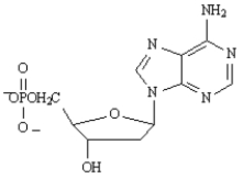 _____ 2'-deoxyadenosine 5'-phosphate A) Sanger dideoxy method B) GAUCGUAAA C) Watson-Crick D) translation E)   F)   G) transcription H) Maxam-Gilbert method I) AUGGCUGAG J) replication K)    L)   M) AGATCGCTC