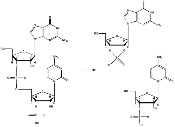 Because of the structure of the RNA sugar-phosphate backbone,RNA is subject to base-promoted hydrolysis,as shown below.Suggest a mechanism for base-promoted RNA hydrolysis.  