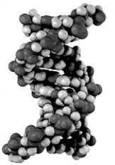 On the diagram of DNA, identify: 1) major groove 2) minor groove 3) position of the sugar-phosphate backbone 4) site of possible intercalation  