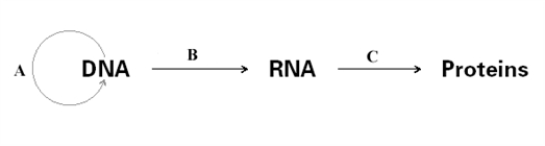 In the diagram below,fill in the terms in the appropriate places indicated by a letter.   A) A - replication,B - transcription,C - translation B) A - replication,B - translation,C - transcription C) A - transcription,B - replication,C - translation D) A - translation,B - transcription,C - replication