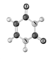 Consider the following molecular model.Atoms other than carbon and hydrogen are labeled.   Which of the following is a characteristic of this compound? A) Found in DNA B) Found in both DNA and RNA C) Pyrimidine base D) Pairs with thymine