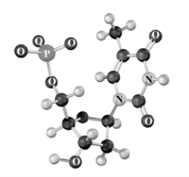 Consider the following molecular model.Atoms other than carbon and hydrogen are labeled.   Which of the following is a characteristic of this structure? A) Nucleoside B) Contains ribose C) Contains a purine base D) Found only in DNA
