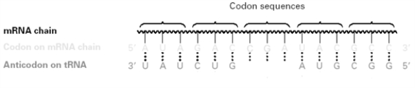 Consider the following diagram. ​   ​ What DNA sequence (5' to 3')  would correspond to the third codon? A) GCU B) TCG C) UGC D) GCT