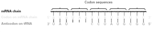 Consider the following diagram.   What amino acid corresponds to the second codon from the left? A) Tyrosine B) Asparagine C) Isoleucine D) None,the mRNA codon is a stop signal