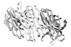 Consider the following image.   Which level of protein structure is shown here? A) Primary B) Secondary C) Tertiary D) Quaternary