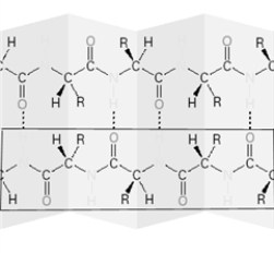 Consider the following image.   Which level of protein structure is shown in the box? A) Primary B) Secondary C) Tertiary D) Quaternary