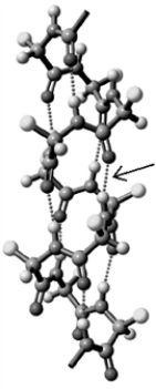 Consider the image below.   What type of interaction is indicated by the arrow? A) Salt bridges B) Disulfide bonds C) Hydrogen bonds D) Dispersion forces