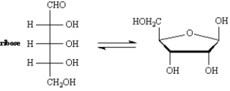 Exhibit 25-5 Refer to the equilibrium below to answer the following question(s).   -Refer to Exhibit 25-5.Classify ribose by carbonyl type and number of carbons.