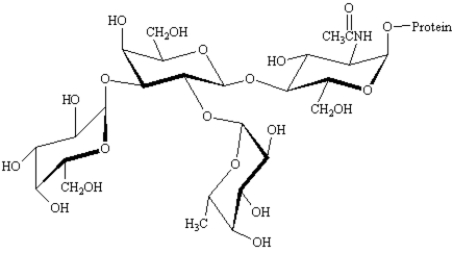 Exhibit 25-12 Below is the structure of the antigenic determinant for the blood group B.Use this structure to answer the following question(s).   -Refer to Exhibit 25-12.One of the monosaccharides is an unusual deoxy sugar called L-fucose.CIRCLE the L-fucose moiety.