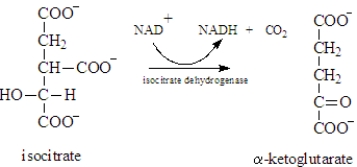 Examine the following biological reaction.   In this reaction,which of the following is not indicated? A) The reaction produces three products. B) Isocitrate is the primary reactant. C) Isocitrate dehydrogenase is the catalyst for the reaction, D) NAD<sup>+</sup> is an abbreviation for a required reactant. E) All indicate the conditions of the reaction.