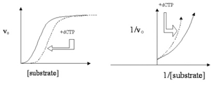 Data are plotted for the action of a histone-modifying enzyme (solid lines)  in two graph formats in Figure 4.10.Dashed lines indicate the data for the enzyme in the presence of an effector molecule, deoxycytidine triphosphate (dCTP) .   Which statement is not true regarding this enzyme, its substrate (histone protein) , and its effector dCTP? A) The effector dCTP increases the Km. B) The enzyme is under allosteric control. C) The influence of the effector is reduced at high substrate (histone)  concentrations. D) The enzyme obeys Michaelis-Menten kinetics. E) dCTP is an inhibitory effector of enzyme activity.