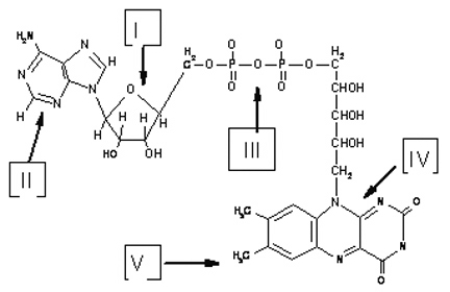 Which labeled group is active in the redox function of the cofactor shown in Figure 5.1, and in which pathway is it most important?   A) Label I; transaminations. B) Label II; tricarboxylic acid (TCA)  cycle. C) Label III; glycolysis. D) Label IV; oxidative phosphorylation. E) Label V; folate cycling.