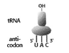 With what messenger RNA (mRNA)  codon would the transfer RNA (tRNA)  in the diagram be able to form a codon-anticodon base pairing interaction?   A) 5'-AUG-3'. B) 5'-GUA-3'. C) 5'-UAC-3'. D) 5'-CAU-3'. E) 5'-GAU-3'.