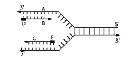 Figure 6.3 is a diagram of DNA replication at a replication fork.   The strand labeled C is: A) The template strand. B) The leading strand. C) The RNA primer. D) The lagging strand. E) The Holliday intermediate.