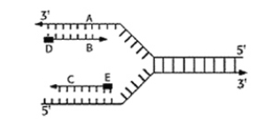 Figure 6.5 is a diagram of DNA replication at a replication fork.   The black boxes labeled D and E are: A) DNA template strands. B) Okazaki fragments. C) DNA polymerase. D) RNA primers. E) Newly synthesized DNA strands.