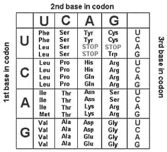 Under conditions in which methionine must be the first amino acid, what protein would be coded for by the following mRNA? 5'-CCUCAUAUGCGCCAUUAUAAGUGACACACA-3'   A) Pro-His-Met-Arg-His-Tyr-Lys-Cys-His-Thr. B) Met-Arg-His-Tyr-Lys-Cys-His-Thr. C) Met-Arg-His-Tyr-Lys. D) Met-Pro-His-Met-Arg-His-Tyr-Lys-Cys-His-Thr. E) Arg-His-Ser-Glu-Tyr-Tyr-Arg-Leu-Tyr-Ser.