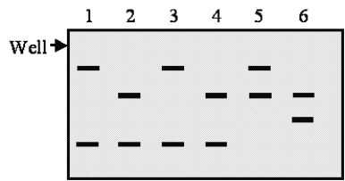 A virgin was raped in Los Angeles and became pregnant.Police investigations have identified four suspects.The woman decided to go through with the pregnancy for religious reasons.It was possible to isolate a few cells of fetal origin from the maternal blood.Enough DNA was obtained for one polymerase chain reaction (PCR) .The results for one microsatellite are shown in the gel image in Figure 11.1.Lane 1 is the mother's DNA, lane 2 is the fetal DNA, and lanes 3 to 6 are the suspect's DNA.Which of the suspects remain suspects after this analysis?   A) 3 and 5. B) 3 and 4. C) 6. D) 5 and 6. E) 4, 5, and 6.