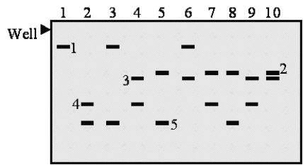 Figure 11.5 is an image of a gel electrophoresis pattern of a microsatellite.The samples are random blood samples from New York, and alleles containing 7, 12, 20, 22, and 35 repeat units can be seen in this gel.Which fragment corresponds to the allele containing 35 repeats?   A) No.1. B) No.2. C) No.3. D) No.4. E) No.5.