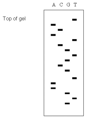 In Figure 11.6, the first 10 bases of the DNA strand being sequenced are:   A) 5'-GTGAATGCGT-3'. B) 5'-TACATCGTGC-3'. C) 3'-GTGAATGCGT-5'. D) 3'-TACATCGTGC-5'. E) 3'-ACGCATTCAC-5'.