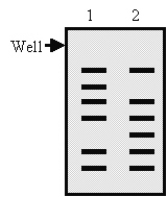 Lane 1 in the following Southern blot contains a sample from a normal control, and lane 2 contains a sample from a patient.The probe is based on the cDNA of a gene.Which type of mutation is most likely, on the basis of these data?   A) Point mutation changing an amino acid coding codon into a stop codon. B) Insertion of an Alu sequence. C) Duplication of three exons. D) Deletion of the entire gene. E) Deletion of part of one exon.