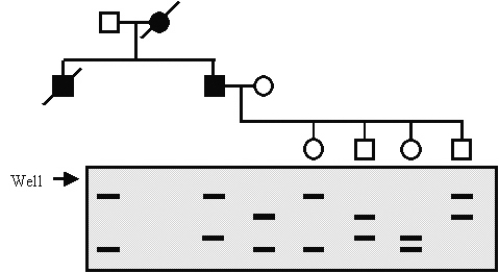 In the following family, I-2 and II-1 have died from a rare form of colon cancer that is inherited as an autosomal dominant trait.The remaining family members have undergone genotyping for a microsatellite marker close to the known gene for colon cancer susceptibility.According to this analysis, what are the genotypes of the children in the third generation (left to right; the term carrier is used for a person who has the genetic disposition but has not yet developed the disease) ?   A) Carrier, normal, carrier, normal. B) Carrier, normal, normal, carrier. C) Normal, carrier, normal, carrier. D) Normal, carrier, carrier, normal. E) Normal, carrier, normal, normal.