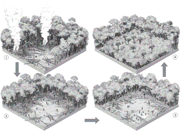   -Which is the step after which the soil's nutrients are depleted?