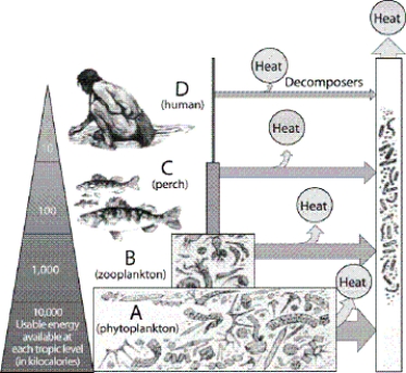   -Which letter in the diagram is the trophic level that includes carnivores that feed on carnivores?